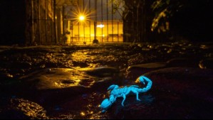 'El mundo de una manera diferente': Las impactantes imágenes de artrópodos bioluminiscentes captadas con luz UV