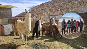 'Grave riesgo de desaparecer': Población de llamas y alpacas en Tarapacá disminuyó un 90% en dos décadas