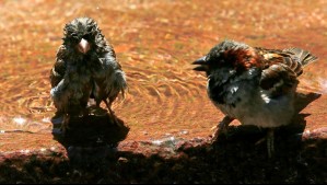 Hasta 35°C durante dos días: Emiten aviso por altas temperaturas que afectarán estas comunas de una región