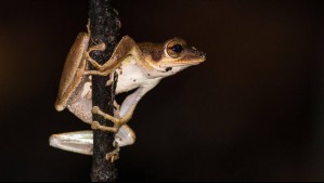 ¿Condenados por su apariencia? Los animales que carecen de carisma recibirían menos apoyo para su conservación