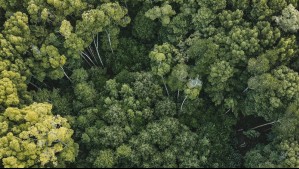 La 'gran transformación' del mundo vegetal: Hasta un 16% de la flora mundial estaría en riesgo de extinción en 2100