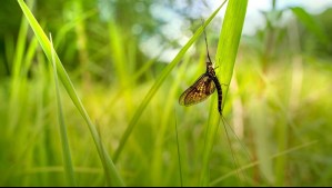 'Más antiguos que los dinosaurios': Descubren por qué estos insectos 'danzan' desde hace 300 millones de años