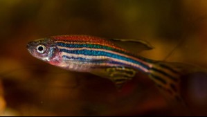Los peces también sueñan: Tienen patrones que pudieron surgir 'temprano en la evolución de los vertebrados'