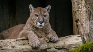 'No habíamos visto un registro así': Captan el momento en que un puma caza a un enorme salmón chinook en el río Paine