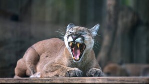 El impresionante registro de un puma en las cercanías de Algarrobo: La zona sería hogar de una colonia de estos felinos