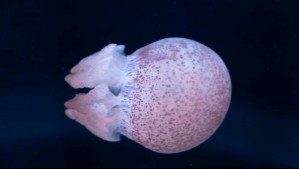 'Excesiva reproducción de ejemplares': El impactante video de la invasión de medusas en una playa de México