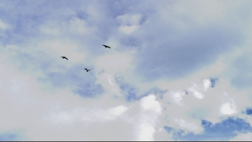 Nieblas y lloviznas en el centro sur: Estas ciudades de Maule se mantendrán con cielo cubierto por el resto de la semana