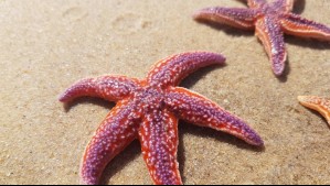 'Es un indicador que debe llamarnos la atención': Reportan gran varazón de estrellas de mar en la costa de Pichilemu