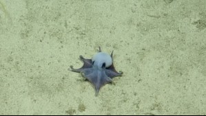 Descubren nueva especie de pulpo en las Islas Galápagos: Viven a 1.700 metros de profundidad y poseen una anatomía única