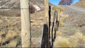 Con plantación de especies nativas: Conaf e iniciativa local restauran más de 40 hectáreas de bosque en Lonquimay