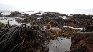 Alertan por pérdida de 'bosques submarinos' en Chile por el cambio climático: Su hábitat se reduciría en más del 58%
