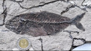 'Supimos que estábamos ante algo excepcional': Hallan yacimiento con fósiles de 500 peces con más de 60 millones de años