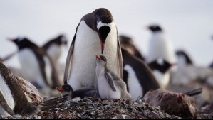 'Caminos evolutivos distintos': Investigadores chilenos descubren que una especie de pingüino 'ocultaría' cuatro linajes