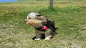 Rachas de hasta 70 km/h persistirán durante este jueves: Viento normal a moderado afectará estas comunas