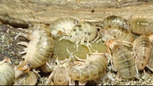 Identifican a nueva especie endémica de pulga de playa en Chille: Se distribuye únicamente en la zona insular