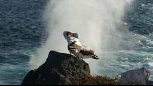 Hábitat de aves marinas pelágicas se reduce debido al cambio climático: Científicos chilenos participan en nuevo estudio