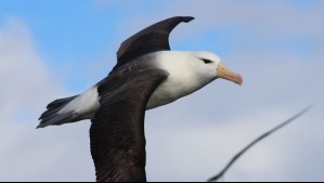 'Tienen poca capacidad de recuperarse': Estudio evidencia una 'trampa ecológica' que afecta a las aves marinas