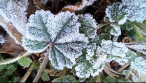 Continúan las heladas entre Valparaíso y Biobío: Meteorología emite aviso por 'alta presión fría' que dejará hasta -4°C