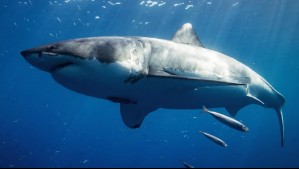 Lluvias extremas y encuentros con tiburones: Expertos explican cómo estos eventos se relacionan con el cambio climático