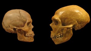 'Compartieron más que el mismo paisaje': Estudio sugiere que hubo un intercambio cultural entre Neandertales y humanos