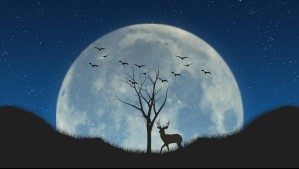 ¿Cuándo ver la Luna de Ciervo 2026 en Chile? Esto es lo que debes saber sobre este evento astronómico