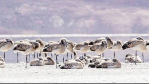 Confirman el éxito del ciclo reproductivo del flamenco andino en Atacama: Conaf contabilizó más de 1.900 nidos en 2026