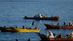 Migración de peces en el norte y floraciones algales nocivas en el sur: Así afectaría El Niño a la acuicultura chilena