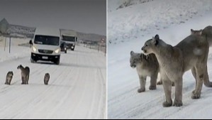 Impresionante avistamiento de puma con sus crías: Este video muestra el registro en el sur de Chile