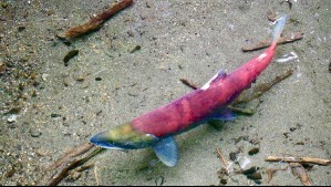 El Niño amenaza a esta importante industria de Chile: Estudio prevé severos impactos en la salud de los peces