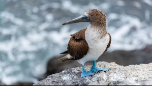 Como consecuencia de El Niño: Aves marinas de Perú y Chile 'se ven obligadas a migrar' a Panamá por esta razón