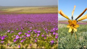 'Las añañucas ya se dejan ver': Esta sería la mejor zona para ver el 'maravilloso' desierto florido de 2026