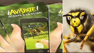 Cómo identificarlas: Lanzan campaña 'atrapa a la reina' para promover captura de la avispa invasora 'chaqueta amarilla'
