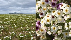 Comienza a florecer el desierto de Atacama: 'Esperamos tener este año el desierto florido más extenso de la historia'