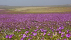 Anticipan un desierto florido como el de 1997: 'Se va a extender hacia el norte'