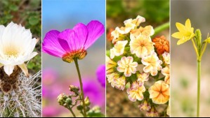 Experta alerta a quienes visiten el desierto florido: 'No estás pisando solo flores'