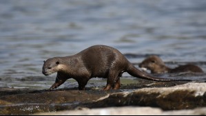 Preocupación en la costa de Valparaíso: Identifican zonas críticas para el chungungo en Chile