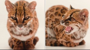 Descubren una nueva especie de felino por primera vez en 100 años: Mide 46 centímetros y pesa poco más de un kilo
