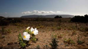 El Niño también 'activa la vida': Experto de Conaf resalta el impacto de este fenómeno en el desierto florido
