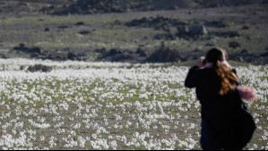 'Un desierto florido como no se veía desde 1997': La Pampa chilena vuelve a cobrar vida con coloridos mantos vegetales