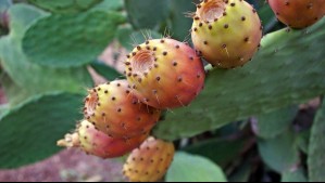 'Puede producir más con menos agua': Expertos estudian el potencial alimentario de las tunas frente al cambio climático