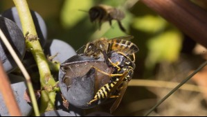 'Evitamos que formen colonias de miles de avispas': Experta explica para qué capturar a la reina chaqueta amarilla