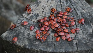 Chinche del arce: Experta revela en qué zonas habita esta plaga de primavera y si es peligrosa