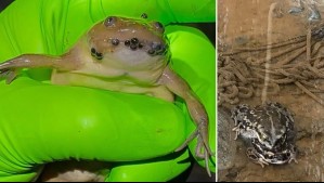 'Llegó a Chile como animal de laboratorio': Rana invasora amenaza supervivencia de anfibios nativos y se come sus huevos