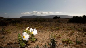'Entran las patas de guanaco': Desierto Florido sigue expandiéndose en estos sectores de Tarapacá, Antofagasta y Atacama