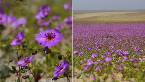 'Abundante vegetación' en Atacama: Imágenes satelitales evidencian el desarrollo del desierto florido 2026