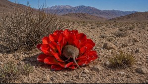 'Es algo nunca antes registrado en Chile': Descubren legión desconocida de polinizadores del desierto florido
