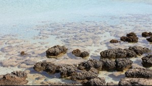 Llegó hace millones de años en un meteorito: Experto explica qué es el fósil que habita en la Laguna de los Cisnes