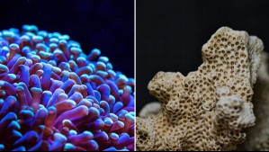 'Pueden tardar décadas en recuperarse': El desarrollo del 'Súper El Niño' amenaza los arrecifes de coral del mundo