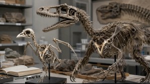 Un enigma de 400 años: U. Chile lidera estudio que vincula a aves y dinosaurios por medio del 'hueso de la suerte'