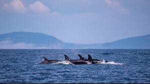 'Chile pasa dentro de su ruta migratoria' Reportan aumento de avistamientos de ballenas, delfines y orcas
